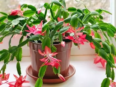 Guía Definitiva para el Cuidado de la Flor de Pascua: Belleza Perenne Más Allá de la Navidad