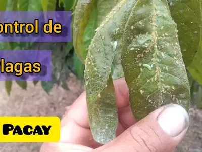 Guía Completa para el Cultivo y Cuidado del Árbol de Pacay
