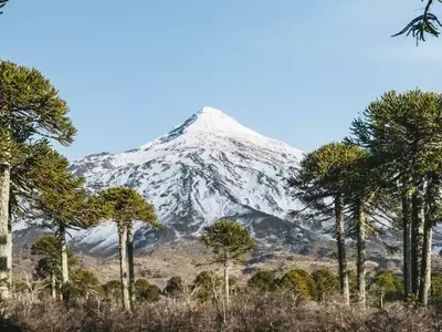 Conflicto por la Araucaria: MOP Rectifica Tala en La Araucanía