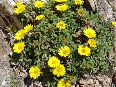 Asteriscus Maritimus: La Joya Resistente del Mediterráneo
