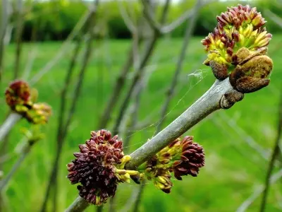 Guía Completa para el Cultivo y Cuidado del Olmo Siberiano