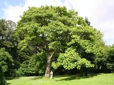 Descubriendo la Paulownia: El Árbol de Crecimiento Veloz y Belleza Exótica