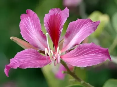La Majestuosa Bauhinia: Un Tesoro Floral para tu Jardín