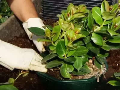La Importancia del Sustrato en el Cultivo de Dipladenia: Guía Completa para un Jardín Vibrante