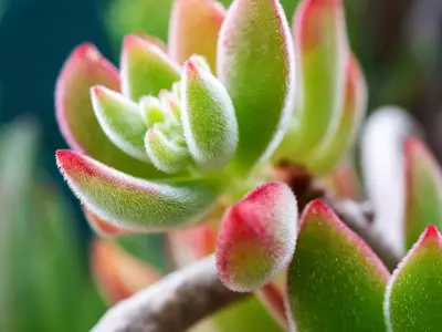 Anatomía del Cactus: Secretos de Supervivencia en Ambientes Áridos