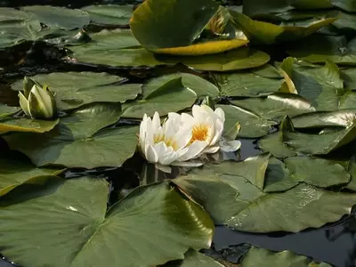 Nenúfar Blanco: Joya Acuática y su Cultivo Integral