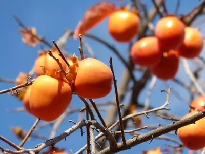 El Persimon: Descubriendo el Dulce Tesoro del Invierno y su Cultivo