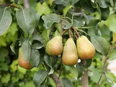 El Pyrus communis: Cuidado Integral para el Peral Común