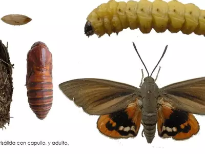 La Plaga Silenciosa de la Palmera: Comprendiendo y Combatiendo a Paysandisia archon