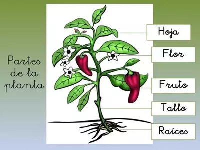 La Estructura Oculta: Desentrañando el Fascinante Mundo de las Raíces Vegetales