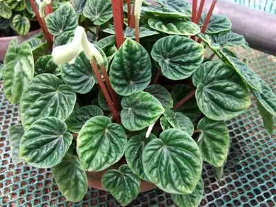 La Fascinante Peperomia Caperata 'Lilian': Una Joya para Interiores