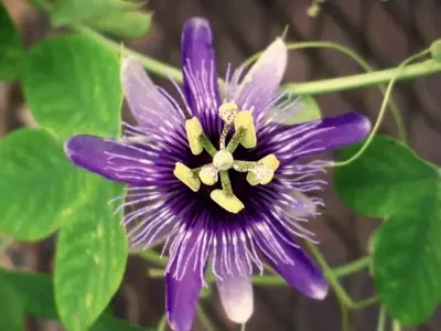 Passiflora: Guía Completa de Cultivo y Cuidados de la Flor de la Pasión