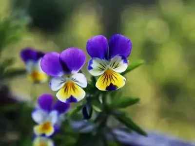 Pensamientos: Un Jardín de Colores en Invierno