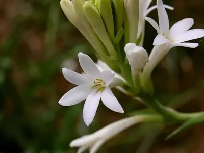 El Nardo: Guía Completa para el Cultivo y Cuidado de esta Exquisita Flor