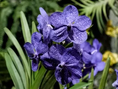 Guía Definitiva para el Cuidado y Floración de la Orquídea Vanda
