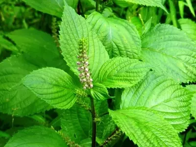 Perilla: La Versátil Hierba Ornamental y Medicinal para tu Jardín
