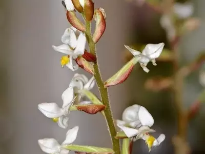 Ludisia Discolor: La Orquídea Joya, Guía Completa de Cultivo y Belleza