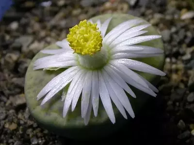 Las Maravillas Botánicas del Desierto Africano