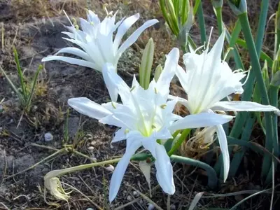 Pancracio: Una Joya Botánica de la Costa