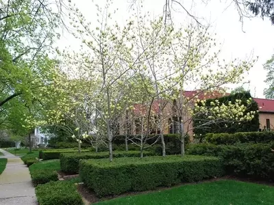Guía Definitiva para Árboles Ornamentales de Sombra