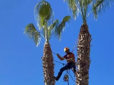 La tala de palmeras en el Murube genera controversia y DAUBMA exige explicaciones