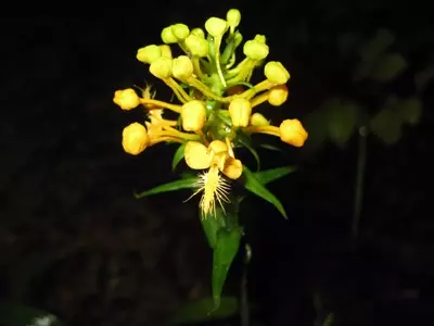 Desvelando los Secretos de la Orquídea Ciliaris: Una Guía Exhaustiva de Cultivo y Conservación