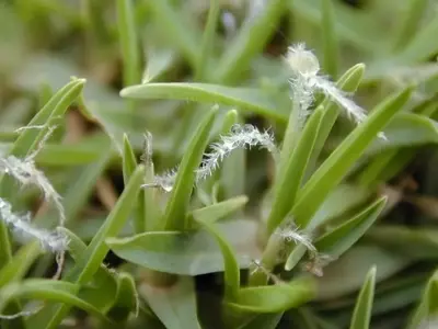Césped Resistente y de Bajo Mantenimiento: La Elección Ideal para Tu Jardín