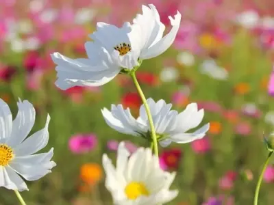 El fascinante universo de las flores: Nombres, simbolismo y cultura