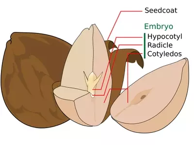 La Semilla: Origen y Mecanismos de Vida Vegetal