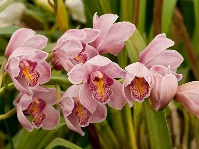 Guía Definitiva para el Cultivo de Orquídeas Dendrobium: Secretos para una Floración Espectacular