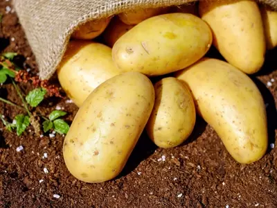 Cultivo de Patatas: Una Guía Completa para Cosechas Exitosas