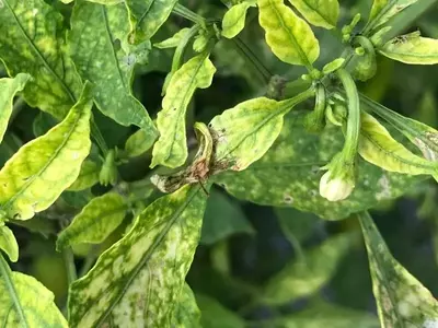 Carencia de Nutrientes en Plantas: Identificación, Causas y Soluciones para un Cultivo Saludable