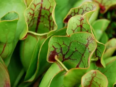La Batalla Silenciosa: Enfrentando las Plagas en Plantas Carnívoras