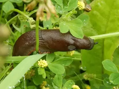 Control y Prevención de Plagas de Babosas en el Jardín: Una Guía Completa