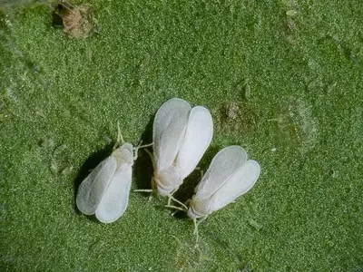 La Plaga de la Mosca Blanca: Una Amenaza Constante para tus Cultivos