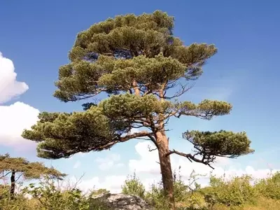 Descubriendo el Pino Silvestre: Un Gigante de la Naturaleza