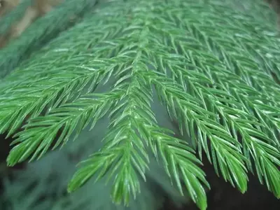 Descubriendo la Majestuosidad del Pino de Norfolk: Guía Completa de Cuidados