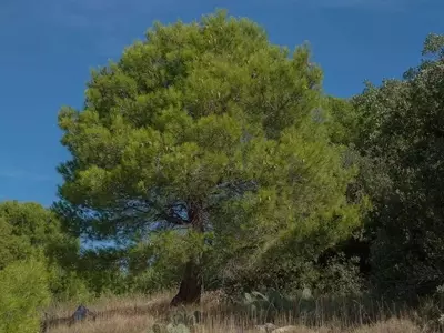 Pino Carrasco: Un Símbolo de Resistencia y Belleza Mediterránea