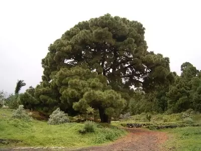 Pinus canariensis: El Emblemático Gigante Verde de las Islas Afortunadas
