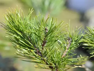 El Pino Siberiano: Un Gigante Resiliente de la Taiga