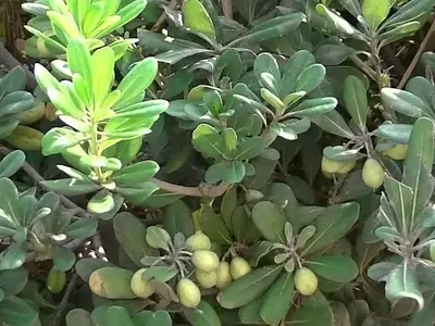 Guía Completa del Cuidado del Pittosporum Tobira