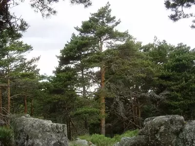 El Pino Silvestre: Un Gigante de la Naturaleza con Múltiples Facetas