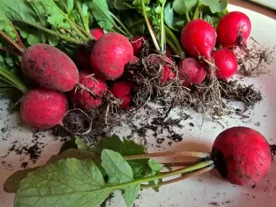 Cultivo y Protección del Rabanito: Una Guía Completa para el Jardinero