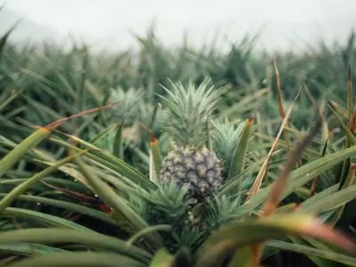 Cultivo Exitoso de la Piña: Desde la Siembra hasta la Cosecha