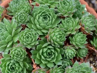La Siempreviva: Resistencia y Belleza en tu Jardín