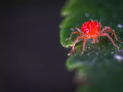 Guía Integral para la Prevención y Control de Afecciones en Plantas