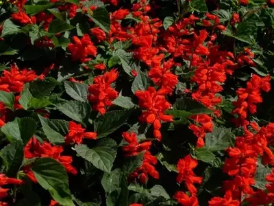 Un Toque Aromático para Tu Hogar: Guía Esencial de Plantas Perfumadas