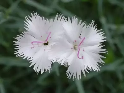 Plantas Perfectas para Jardines Soleados: Una Guía Completa