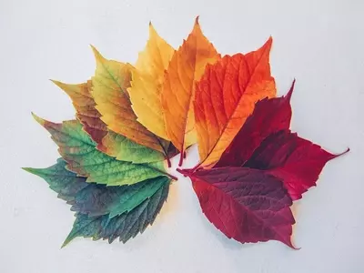 Optimización del Jardín: Guía Completa para Plantas de Temporada