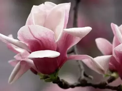 Secretos para el Cultivo Exitoso de Magnolias en tu Jardín